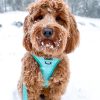 Sassy Woof - Wag your Teal Sassy Woof - Wag your Teal