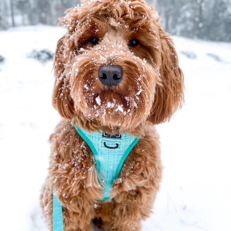 Sassy Woof - Wag your Teal Sassy Woof - Wag your Teal