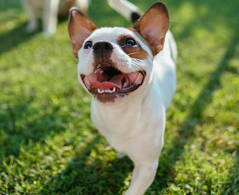 Will my dog fit a BuddyRider?
