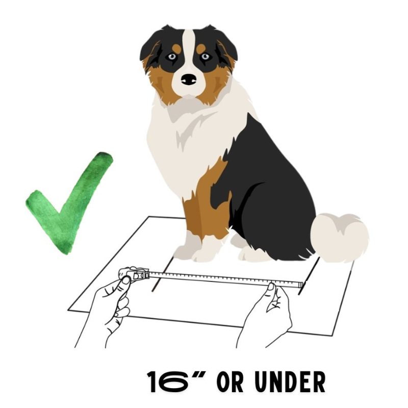 BuddyRider Interior Dimensions