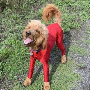 Supra Bodysuit - K9 Top Coat