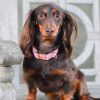 Sassy Woof - Dog Collar - Dolce Rose