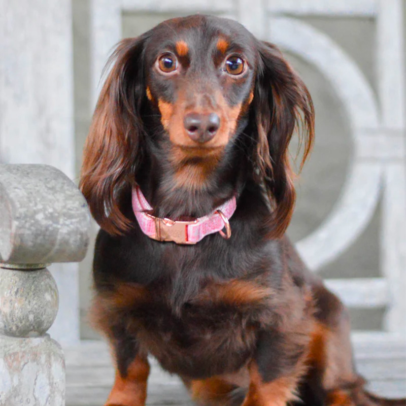 Sassy Woof - Dog Collar - Dolce Rose