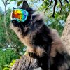 Rex Specs V2 Goggle