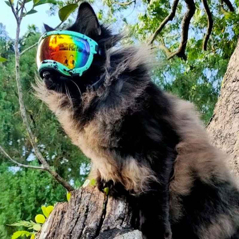Rex Specs V2 Goggle