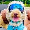 Rex Specs V2 Goggle