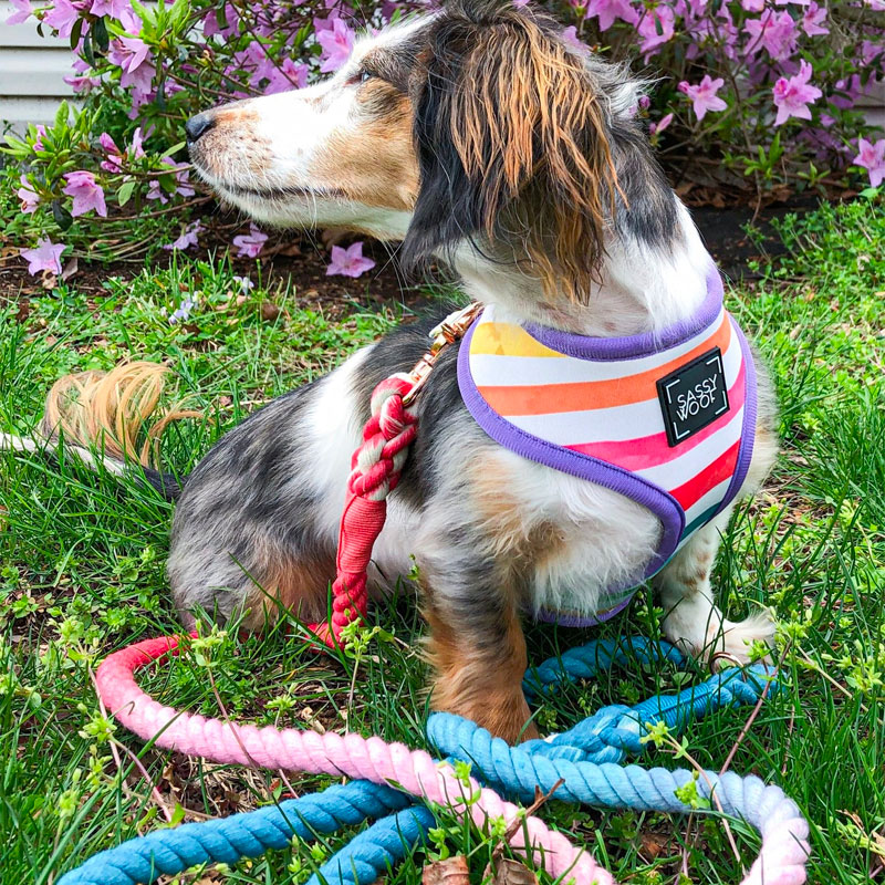 Sassy Woof Rope Leash - Jack & Jill
