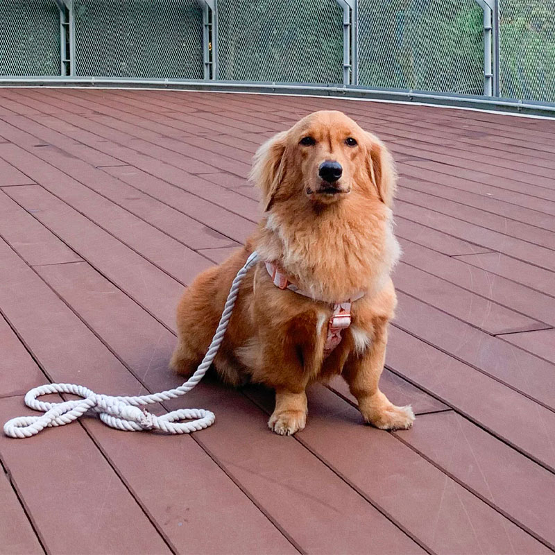 Sassy Woof Rope Leash - Serenity